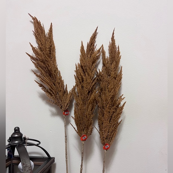 Orange tone pompous grass - Picture 3 of 3